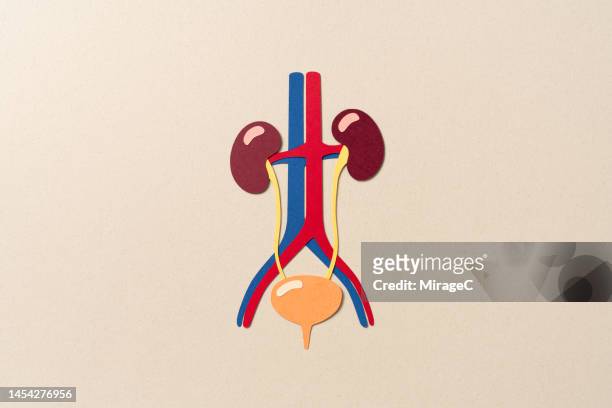 human kidney and bladder urinary system anatomy paper craft - human kidney stock pictures, royalty-free photos & images