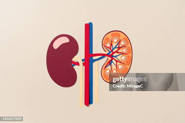 internal anatomy of human kidney paper craft - rein photos et images de collection