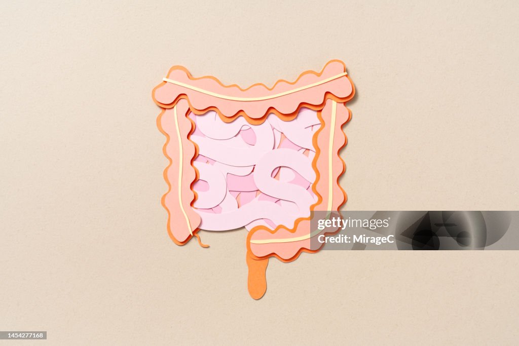 Human Intestine Anatomy Paper Cut Craft