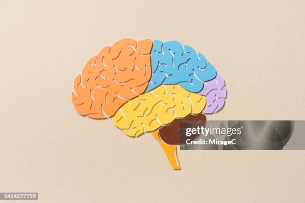 human brain regions anatomy paper cut craft - neuro stock pictures, royalty-free photos & images