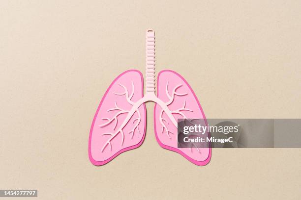 human lung internal anatomy paper cut craft - lunga bildbanksfoton och bilder