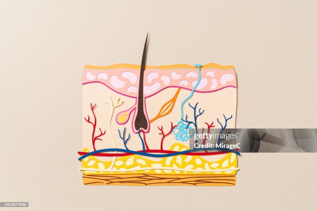 Human Skin Cross Section Anatomy Paper Craft