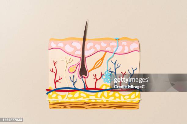 human skin cross section anatomy paper craft - tissue anatomy stock pictures, royalty-free photos & images