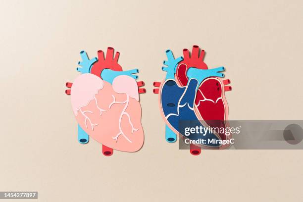 human heart surface and internal anatomy paper cut craft - heart internal organ stock pictures, royalty-free photos & images