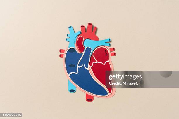 human heart internal anatomy paper craft - heart imagens e fotografias de stock