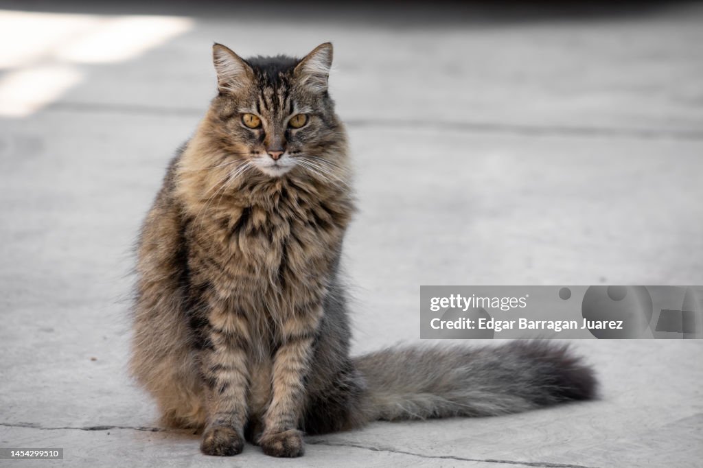 Long haired maine coon cat sitting on the floor, looking at camera with copy space