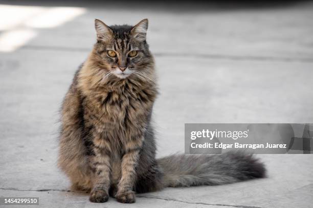 long haired maine coon cat sitting on the floor, looking at camera with copy space - tabby stock pictures, royalty-free photos & images