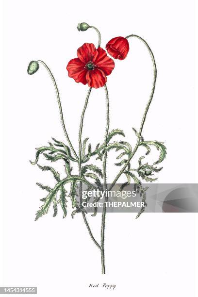 illustrations, cliparts, dessins animés et icônes de illustration du coquelicot rouge 1857 - graine de pavot