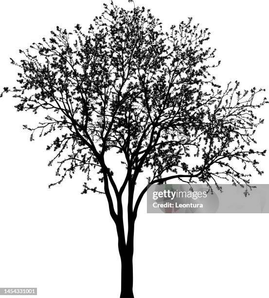 illustrazioni stock, clip art, cartoni animati e icone di tendenza di silhouette dell'albero incredibilmente dettagliata - albero