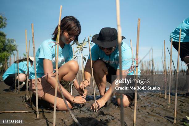 environmental conservation volunteers help plant mangrove forests. - asian activist stock pictures, royalty-free photos & images