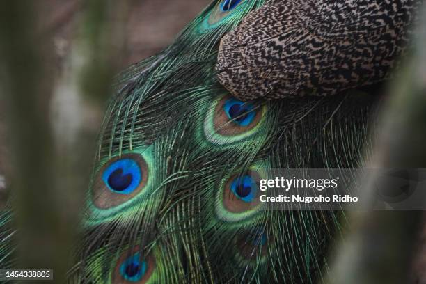 real original indian peafowl peacock feather - pfau stock-fotos und bilder