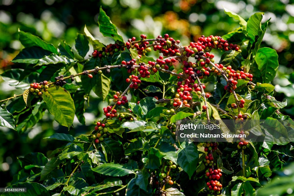 Close up of coffee fruit in coffee farm.