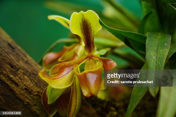 orchid, paphiopedilum, in the north of thailand. - orquidea salvaje fotografías e imágenes de stock