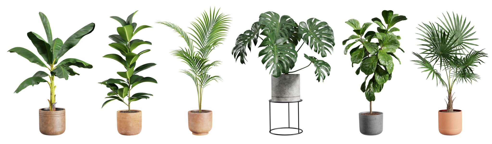indoor plants decor