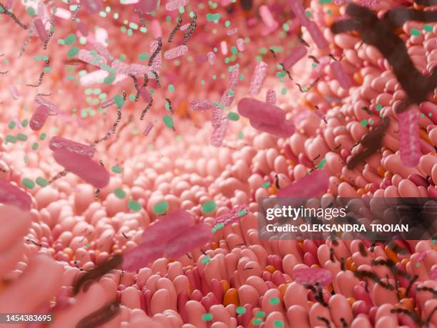 human close-up inner view of intestine with microbiome. 3d render of digestive anatomy - lactobacillus stock-fotos und bilder