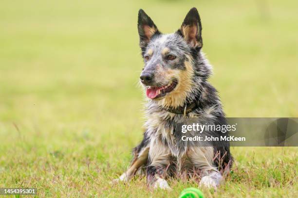 australian cattle dog - australischer-schäferhund stock-fotos und bilder