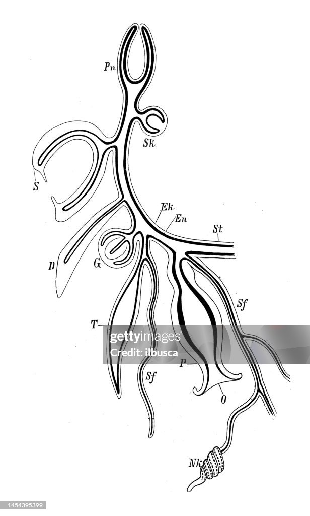 Antique biology zoology image: Siphonophore