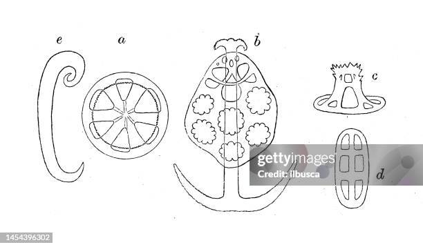 antique biology zoology image: holothurien, chirodota, synapta, holothuria impatiens - holothuria stock illustrations