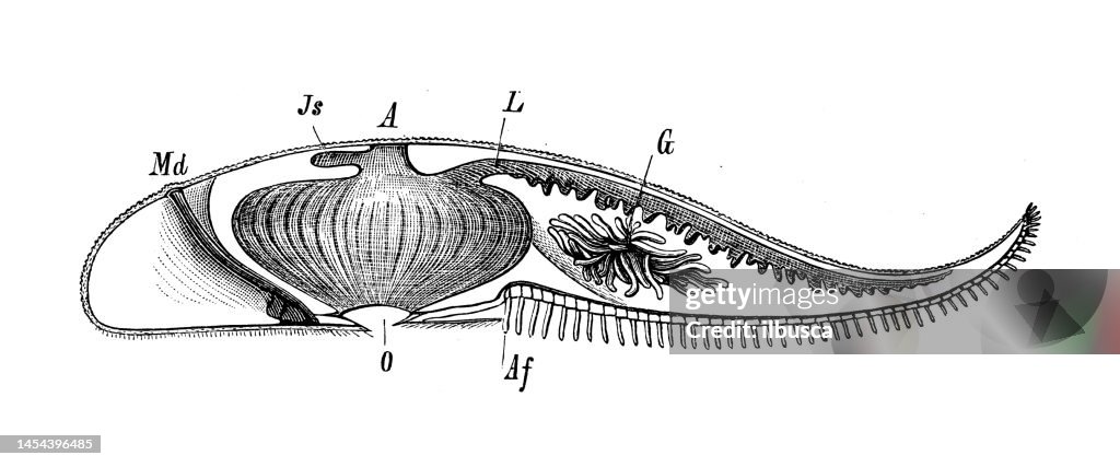 Antique biology zoology image: Solaster endeca