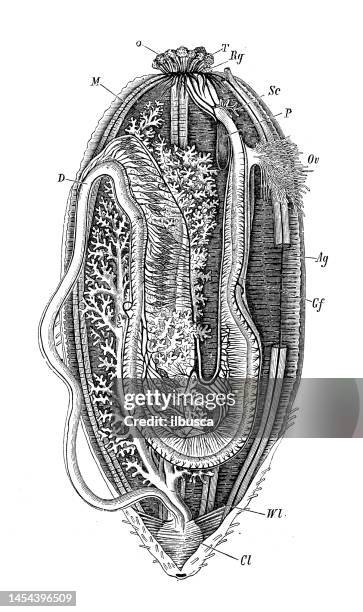 antique biology zoology image: holothuria tubulosa - holothuria stock illustrations