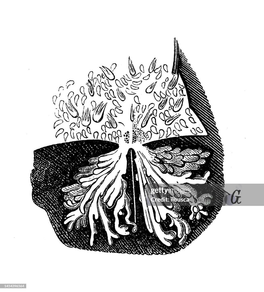 Antique biology zoology image: Solaster