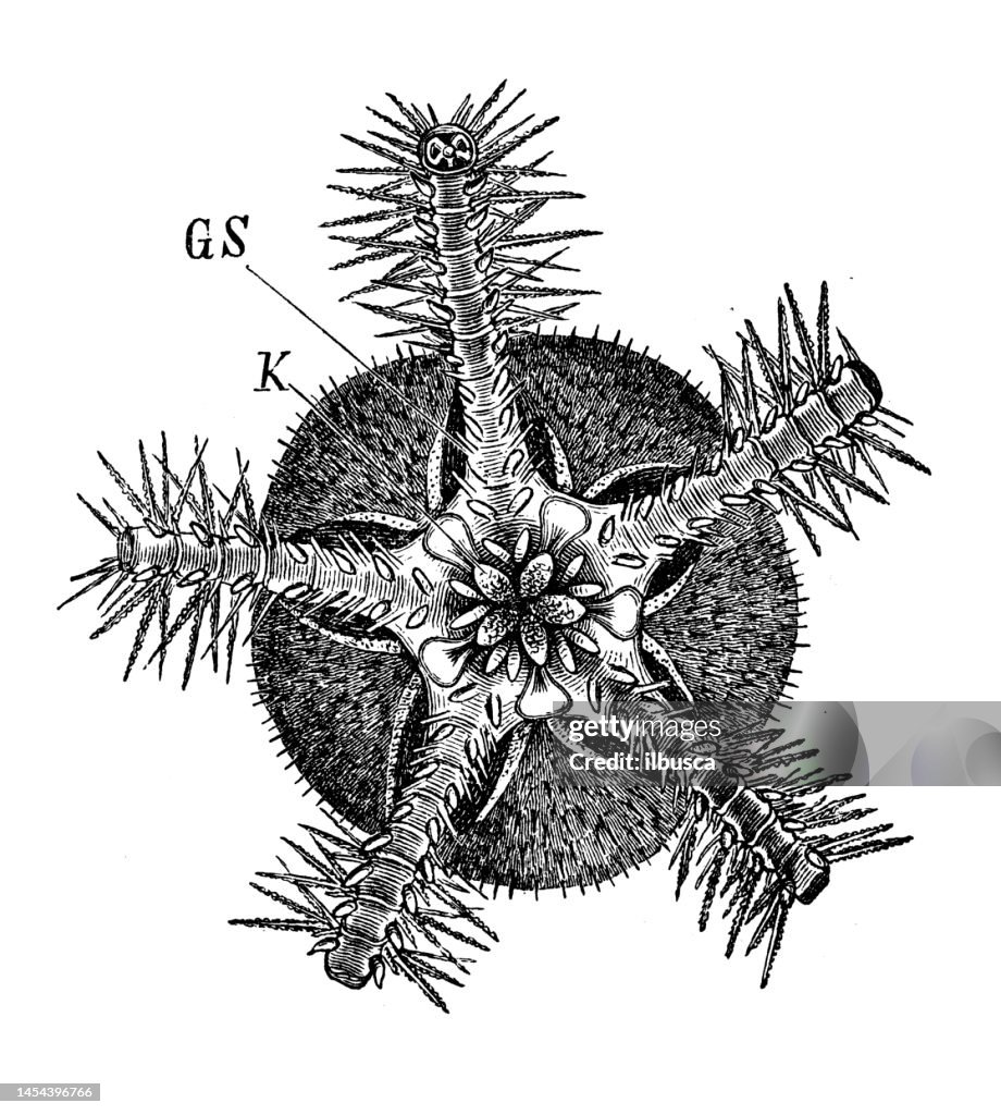 Antique biology zoology image: Ophiothrix fragilis