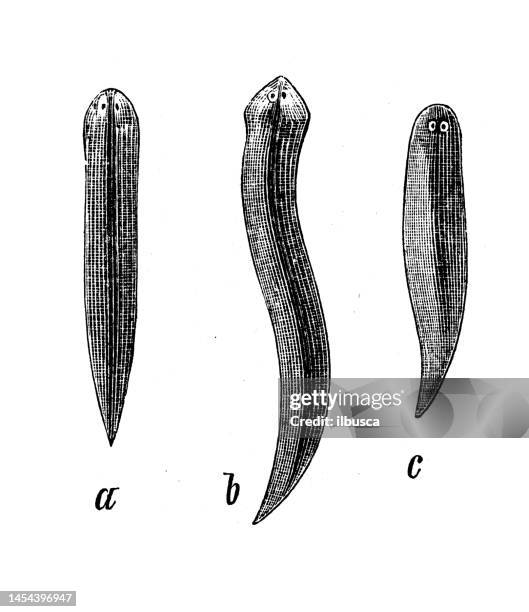 stockillustraties, clipart, cartoons en iconen met antique biology zoology image: planaria polychroa, planaria lugubris, planaria torva - turbellaria