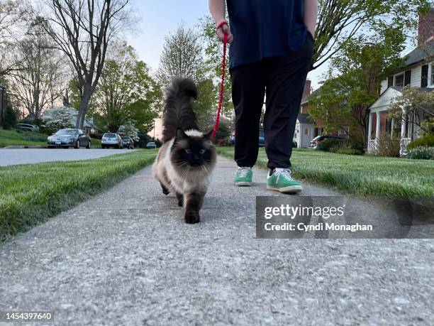 boy walking his ragdoll cat on a leash - dog lead stock pictures, royalty-free photos & images