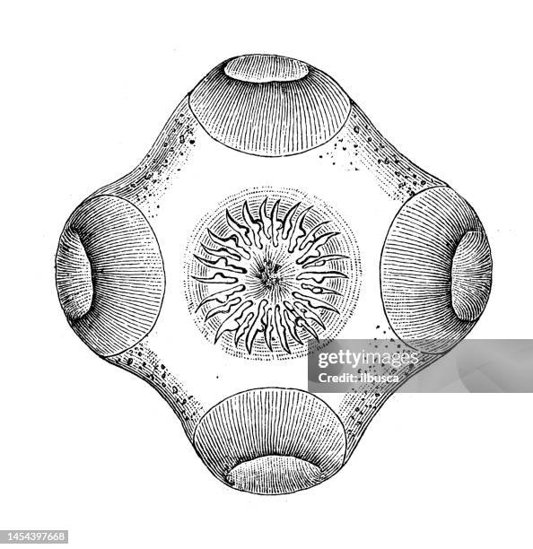 antique biology zoology image: taenia solium - dog tapeworm stock illustrations