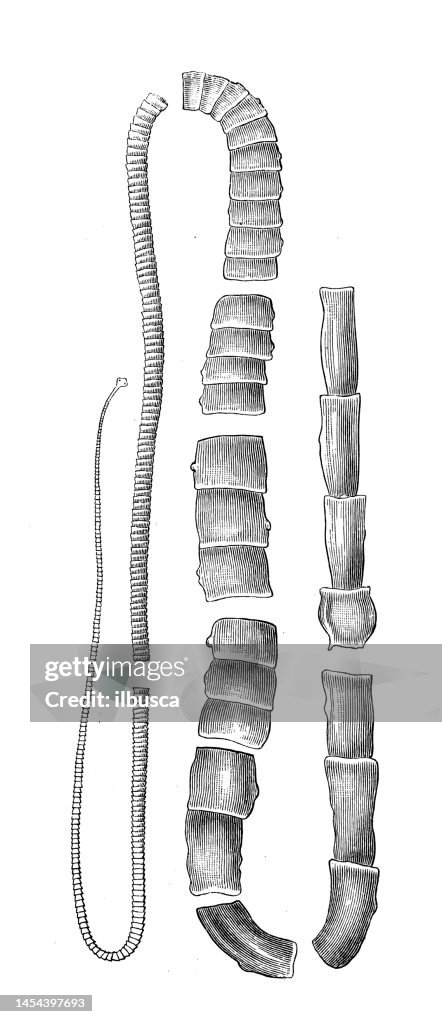 Antique biology zoology image: Taenia saginata, mediocanellata