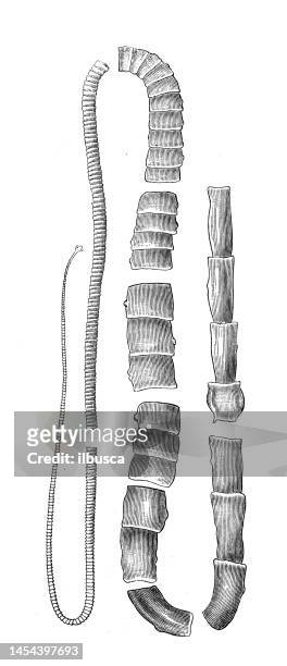 antique biology zoology image: taenia saginata, mediocanellata - dog tapeworm stock illustrations