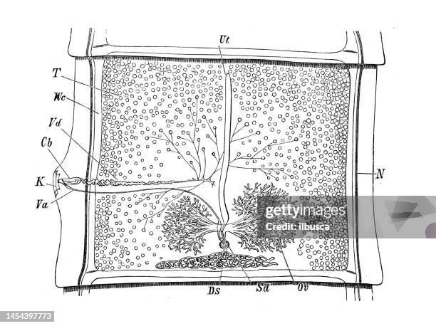 antique biology zoology image: taenia mediocanellata - dog tapeworm stock illustrations