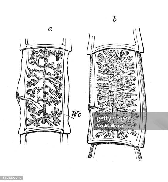 antique biology zoology image: taenia solium, taenia mediocanellata - dog tapeworm stock illustrations