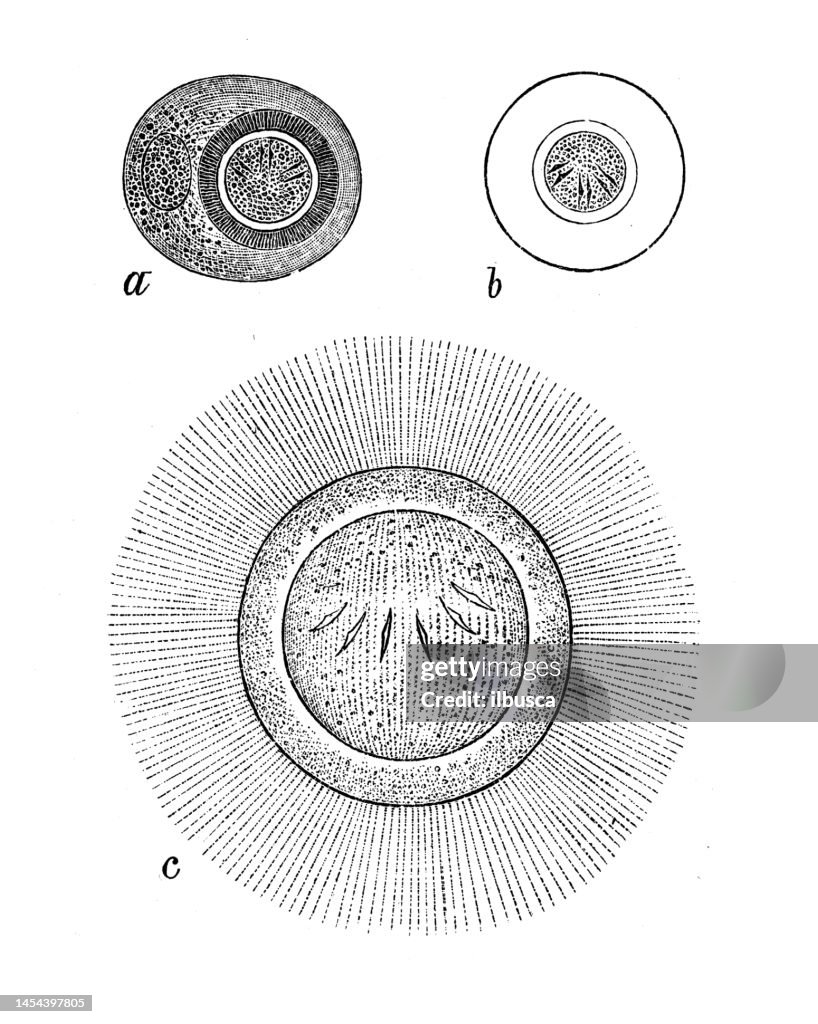 Antique biology zoology image: Taenia solium, Microtaenia, Bothriocephalus latus