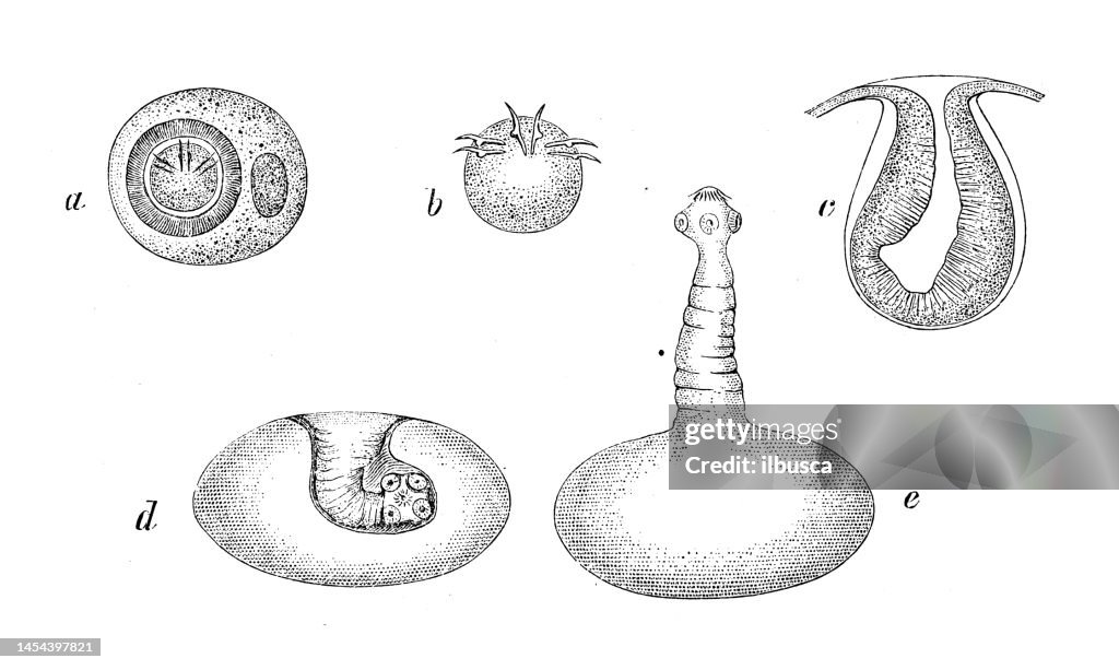 Antique biology zoology image: Taenia solium, Cysticercus