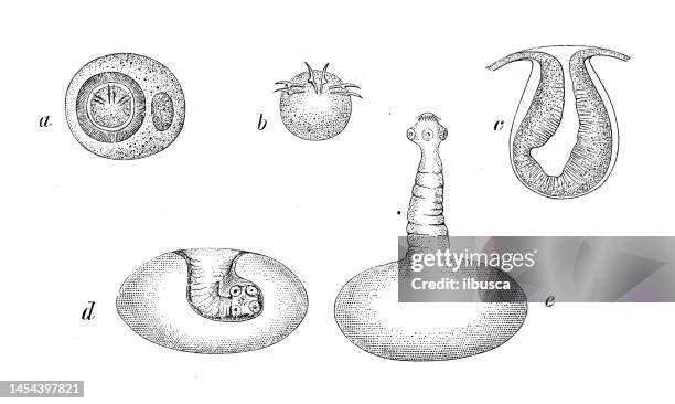 antique biology zoology image: taenia solium, cysticercus - cysticercoid stock illustrations