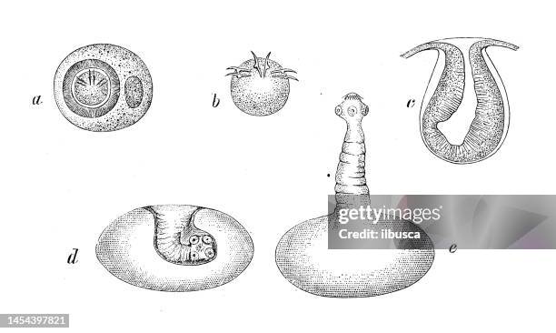 antique biology zoology image: taenia solium, cysticercus - dog tapeworm stock illustrations