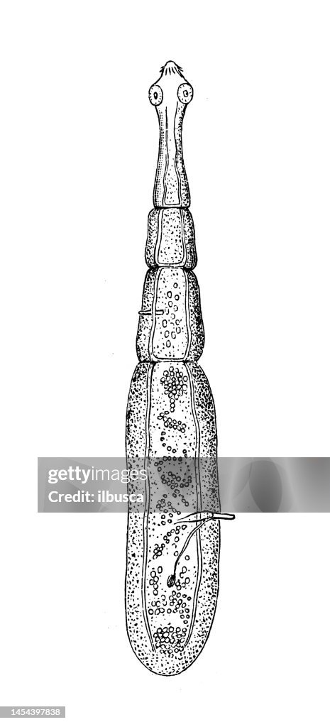 Antique biology zoology image: Taenia Echinococcus