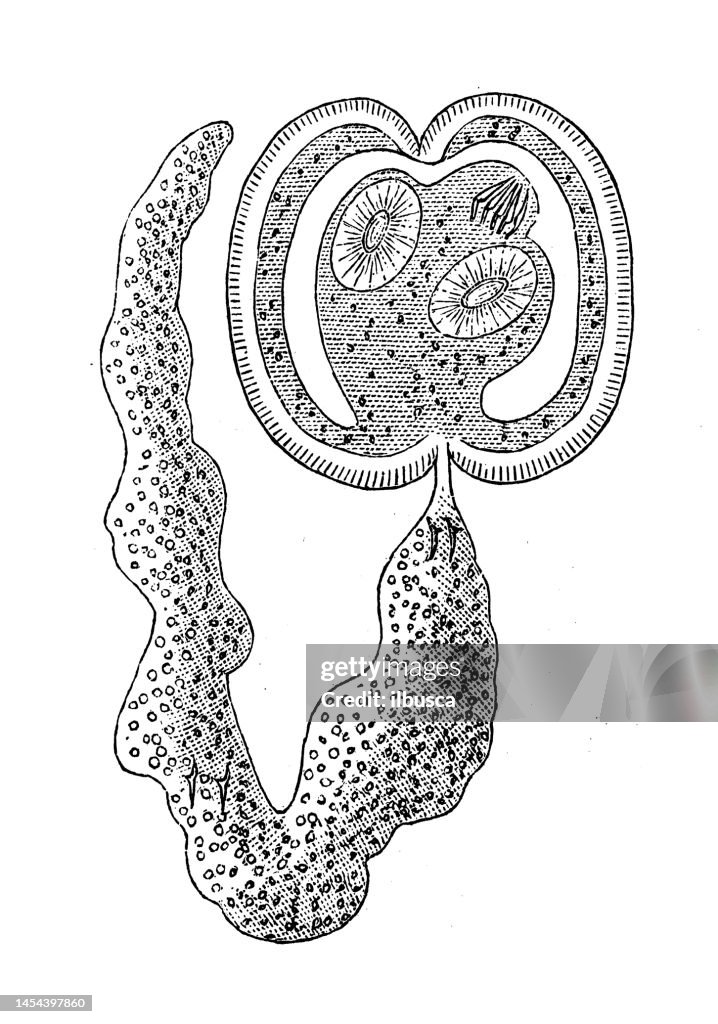 Antique biology zoology image: Taenia sinuosa
