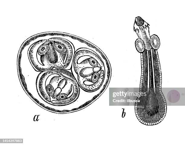 antique biology zoology image: echinococcus - woodcut stock illustrations
