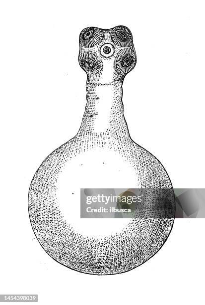 antique biology zoology image: taenia mediocanellata - dog tapeworm stock illustrations