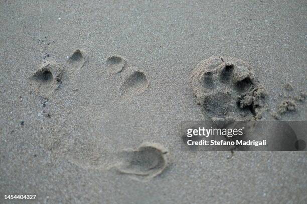 dog footprints and a hand on the sand - human hand pet paw stock pictures, royalty-free photos & images