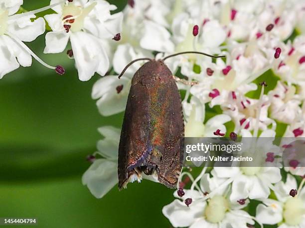 moth (cydia gilviciliana) - papillon de nuit photos et images de collection