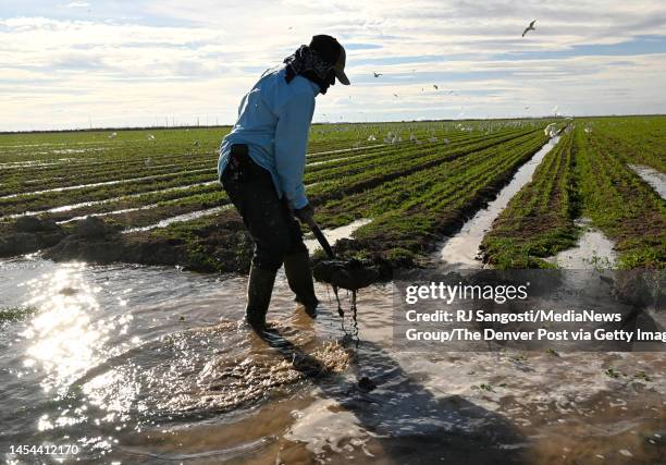 Farmhand Adrian Gonzalez irrigates a field of newly planted alfalfa on December 29, 2022 in Calipatria, California. Gonzalez works for a farm in the...