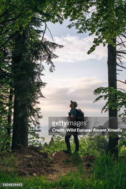 hiker pauses in forest and looks up, lofty clouds - karpaten stock-fotos und bilder