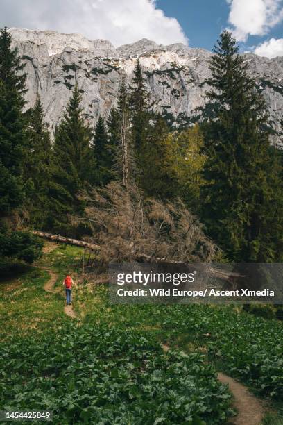 backpacker hikes through meadow in mountains - escape rom stock pictures, royalty-free photos & images