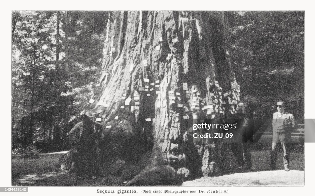 Giant Redwood (Sequoiadendron giganteum), California, USA, halftone print, published 1899