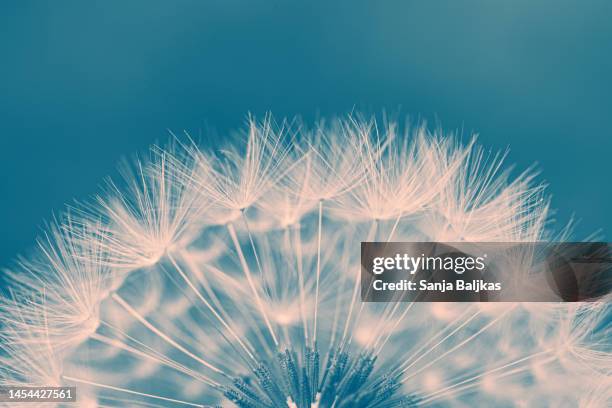 dandelion seed - paardenbloem stockfoto's en -beelden