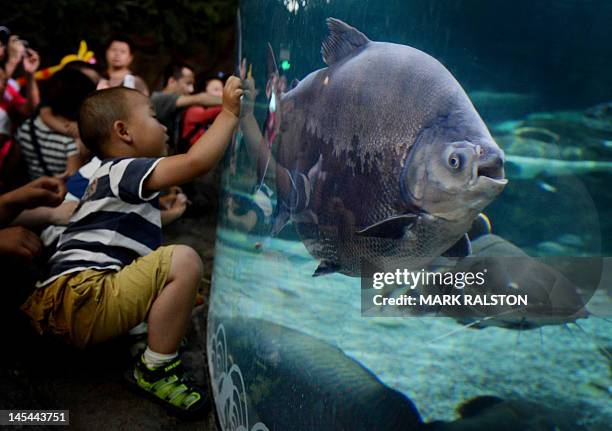 Young boy views a Pacu fish at the Beijing Aquarium on May 30, 2012. The aquarium is the largest in China and shaped like a huge conch shell. State...