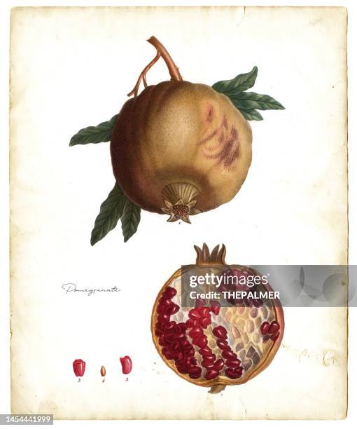 pomegranate fruit illustration 1819 - pomegranate seed stock illustrations
